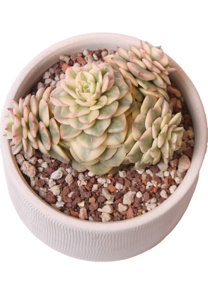 Echeveria Rolly Variegata - Sukulent
