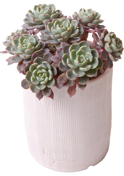 Echeveria Nana Mini Hook - Sukulent