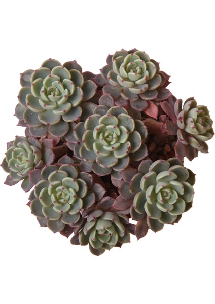 Echeveria Nana Mini Hook - Sukulent
