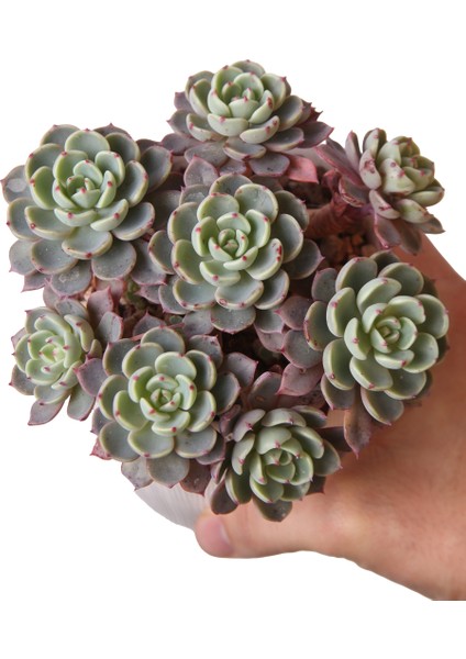 Echeveria Nana Mini Hook - Sukulent
