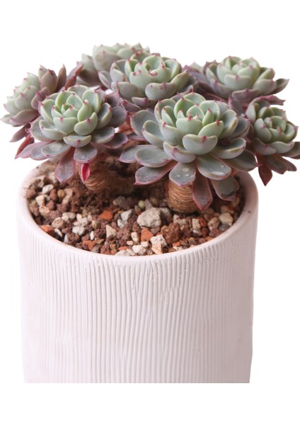 Echeveria Nana Mini Hook - Sukulent