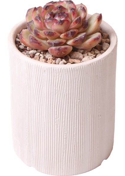 Echeveria Black Diamond - Sukulent