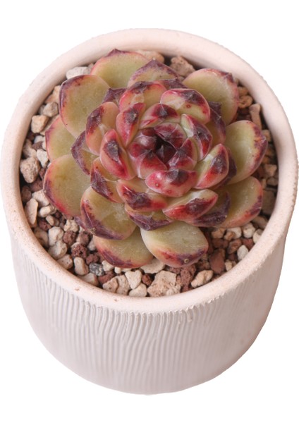 Echeveria Black Diamond - Sukulent fiyatları