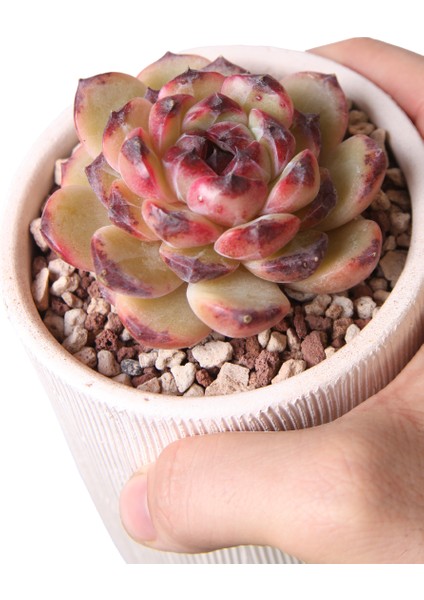 Echeveria Black Diamond - Sukulent modelleri