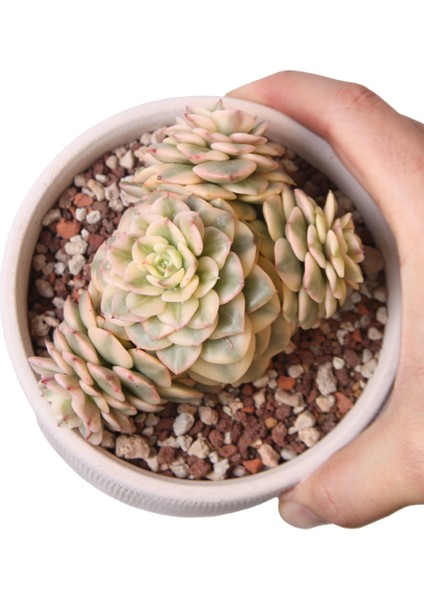 Echeveria Rolly Variegata - Sukulent