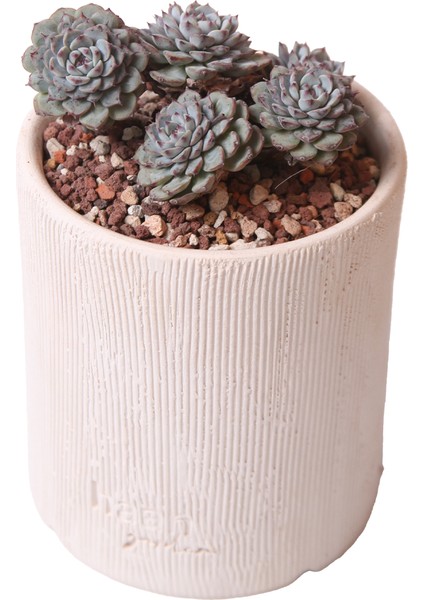 Echeveria Blueminima Cluster - Sukulent