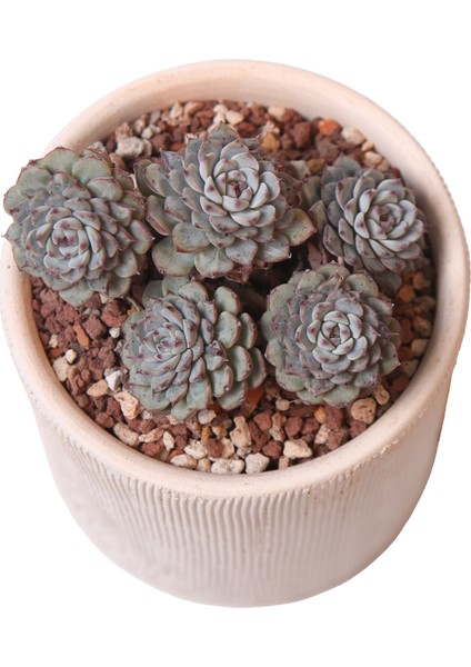 Echeveria Blueminima Cluster - Sukulent fiyatları