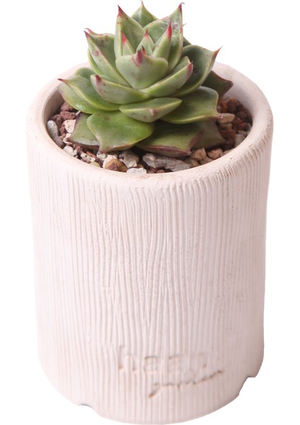 Echeveria Matador - Sukulent