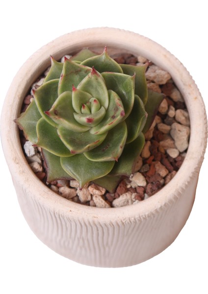 Echeveria Matador - Sukulent fiyatları