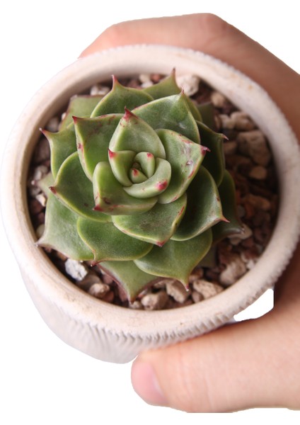 Echeveria Matador - Sukulent modelleri