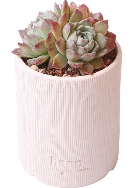 Echeveria Elegan Hybrid - Sukulent