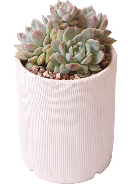 Echeveria Frost Flower - Sukulent