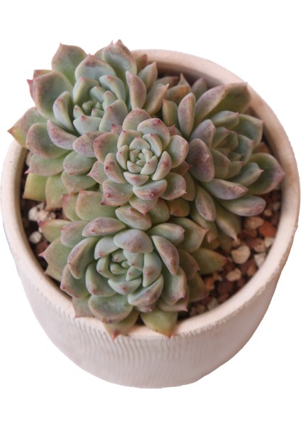 Echeveria Frost Flower - Sukulent fiyatları
