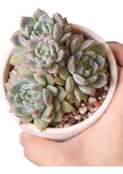 Echeveria Frost Flower - Sukulent modelleri