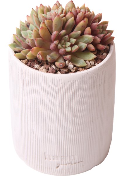 Echeveria Blood Swallow - Sukulent