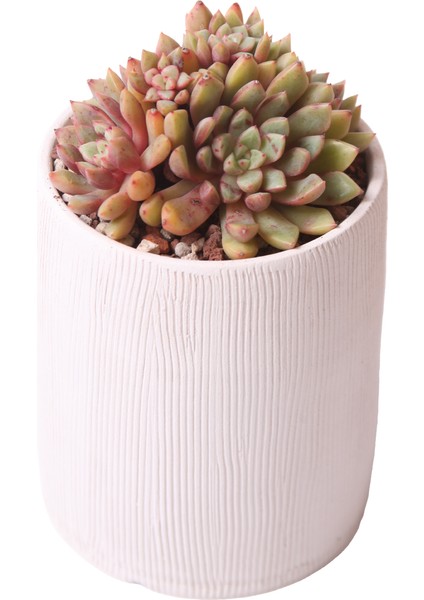 Echeveria Blood Swallow - Sukulent fiyatları