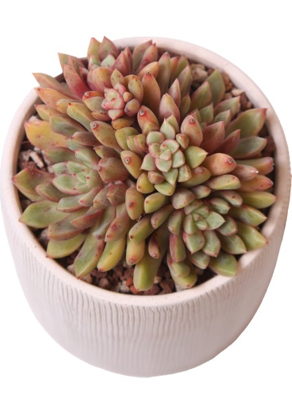 Echeveria Blood Swallow - Sukulent modelleri