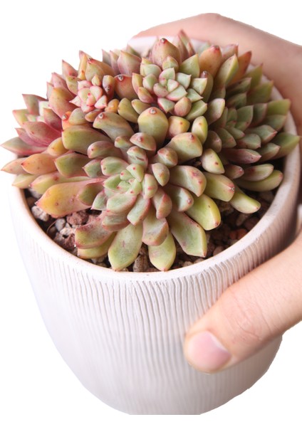Echeveria Blood Swallow - Sukulent fırsatları