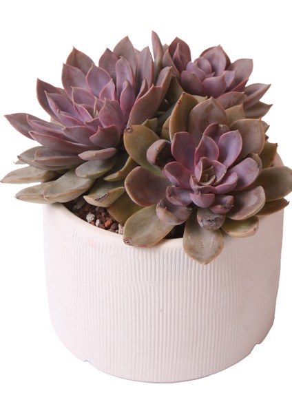 Echeveria Mina - Sukulent