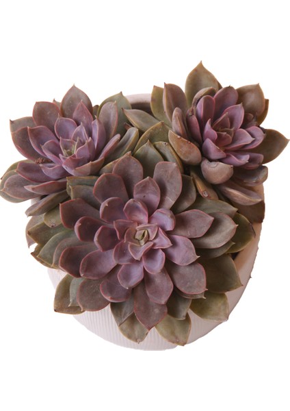 Echeveria Mina - Sukulent fiyatları