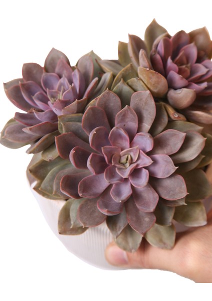 Echeveria Mina - Sukulent modelleri