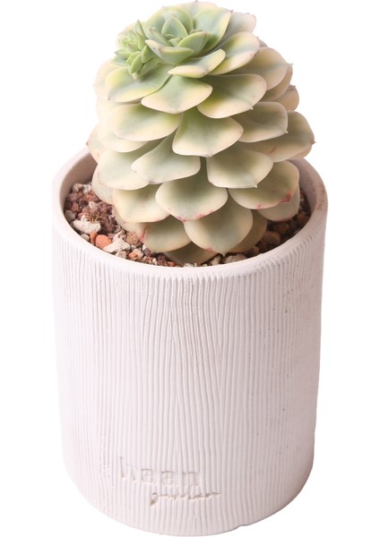 Echeveria Niksana - Sukulent