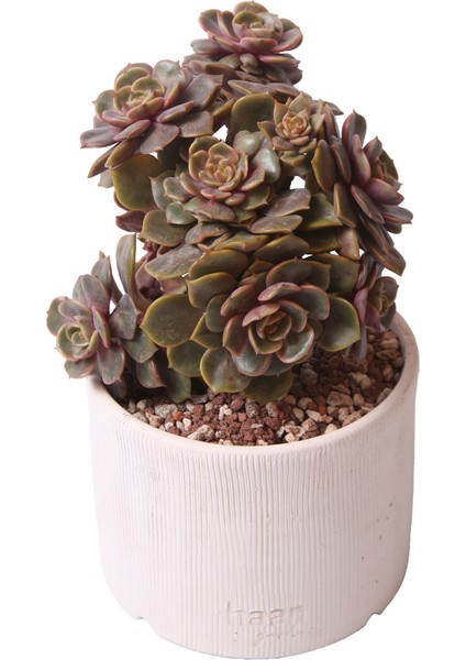 Echeveria Da Hong Pao - Sukulent