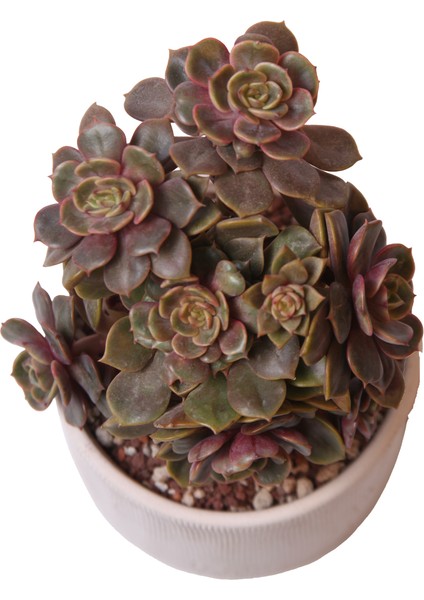 Echeveria Da Hong Pao - Sukulent fiyatları