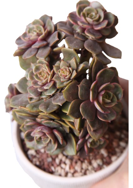 Echeveria Da Hong Pao - Sukulent modelleri
