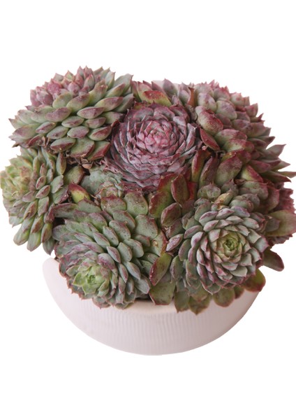 Echeveria Red Hole - Sukulent fiyatları
