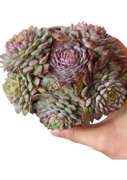 Echeveria Red Hole - Sukulent modelleri