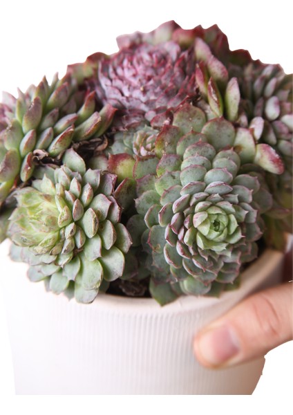 Echeveria Red Hole - Sukulent fırsatları
