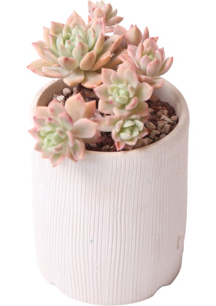 Sedeveria Markus Variegata - Sukulent