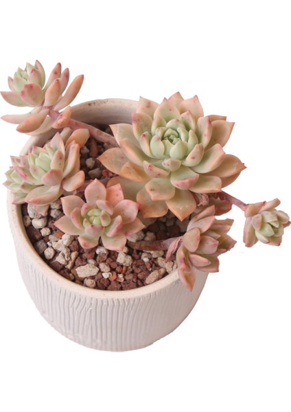 Sedeveria Markus Variegata - Sukulent fiyatları