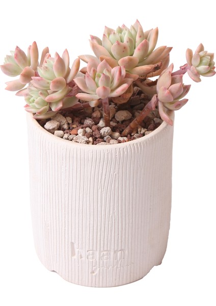 Sedeveria Markus Variegata - Sukulent modelleri