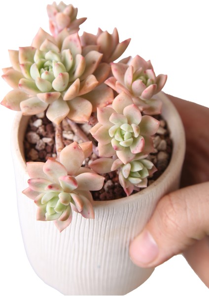 Sedeveria Markus Variegata - Sukulent fırsatları