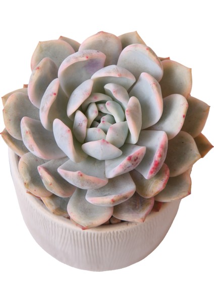 Echeveria Monreo Var - Sukulent fiyatları