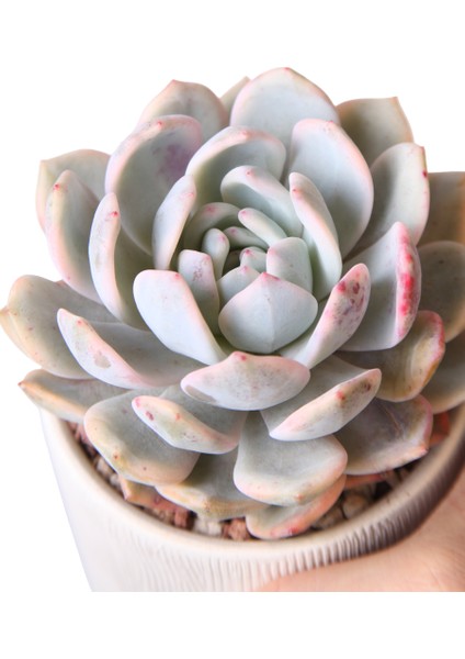 Echeveria Monreo Var - Sukulent modelleri
