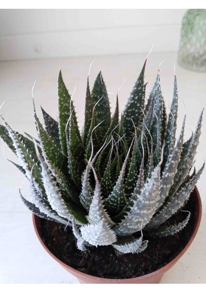 Haworthia Aristata Sukulent