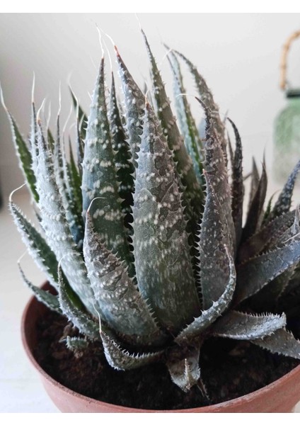 Haworthia Aristata Sukulent