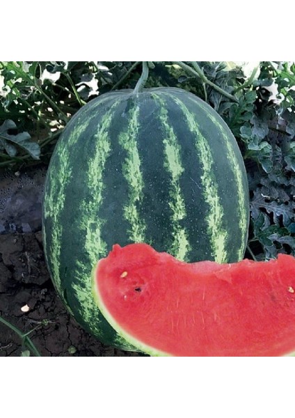Bolveren Az Çekirdekli Bol Sulu Ala Crimson Karpuz Fidesi (5 Adet)