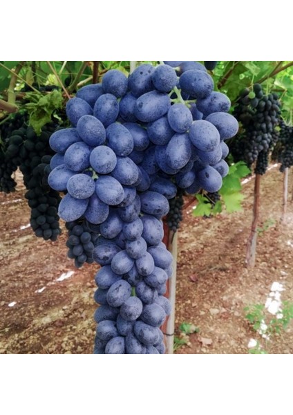 Kokulu Kurutmalık Pekmezlik Şaraplık Malbec Kan Üzümü Fidanı