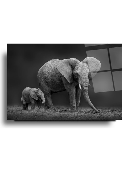 Fil ve Yavru Fil Cam Tablo | Hediyelik, Dekoratif, Ofis, Mutfak modelleri