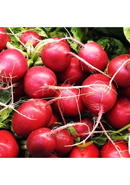 Sunagri Fındık Turp Tohumu Kırmızı Cherry 5 gr - Erkenci, Yaprağı Tüketilebilir fırsatları