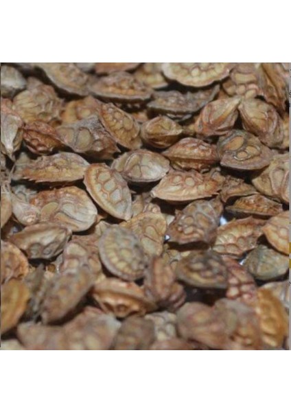 Korunga Tohumu 25 kg