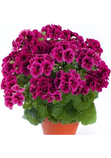 Clarion Violet Menekşe Çiçekli Sardunya Canan Çiçeği Fidesi (1 Adet)