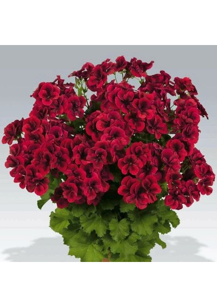 Clarion Dark Red Koyu Kırmızı Çiçekli Sardunya Canan Çiçeği Fidesi (1 Adet)