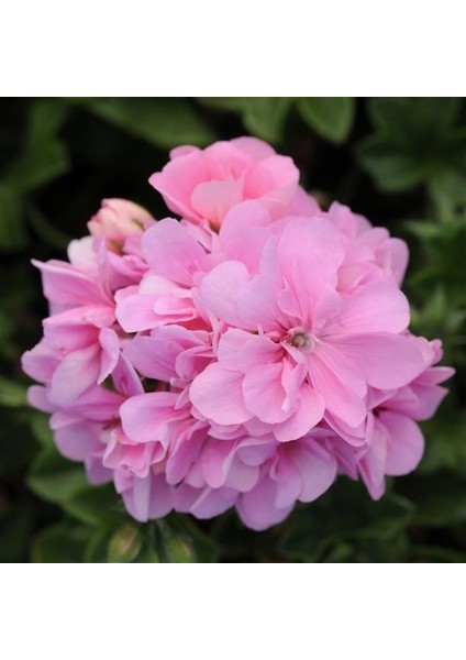 Sarkan Grandeur Ivy Pink Sakız Sardunya Fidesi (1 Adet)