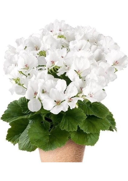 Clarion White Beyaz Çiçekli Sardunya Canan Çiçeği Fidesi (1 Adet)