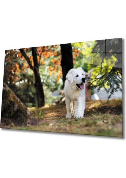 Köpek Cam Tablo